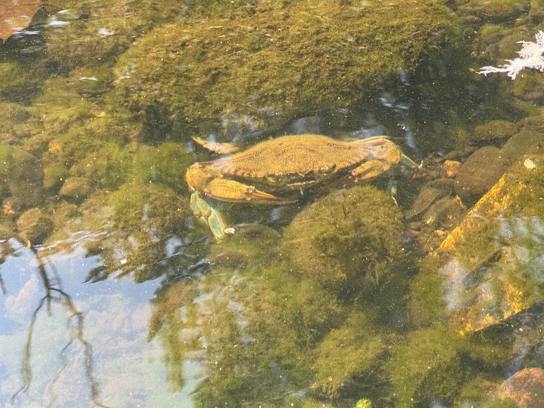Blue crab in the shallows