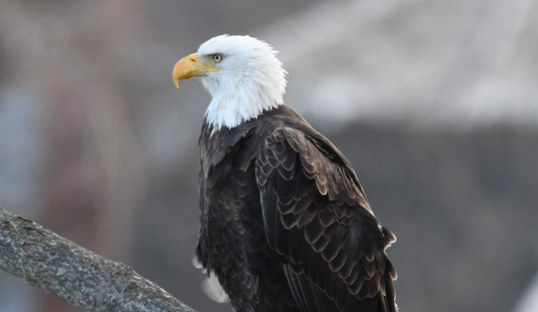 Bald eagle
