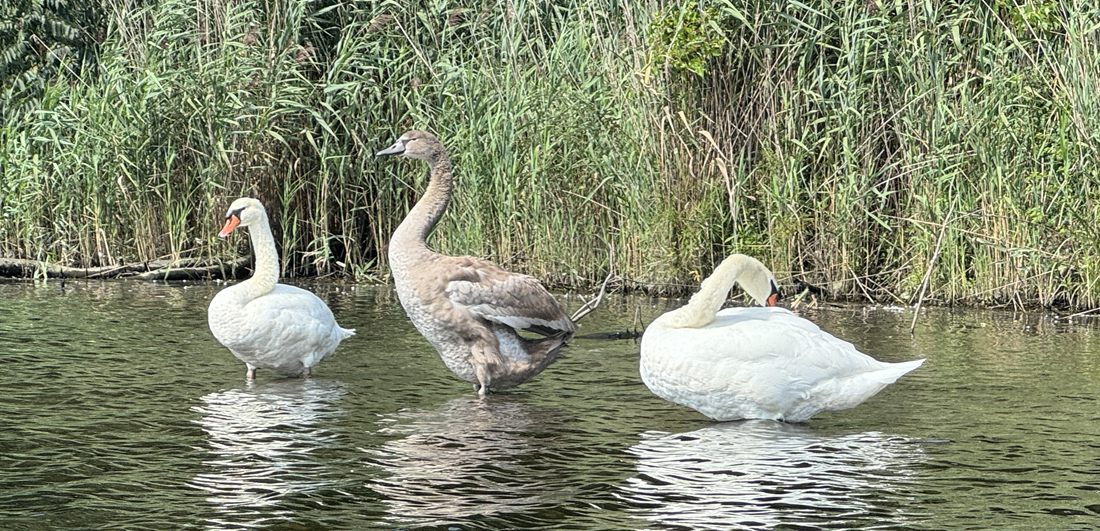 Swans by the reeds