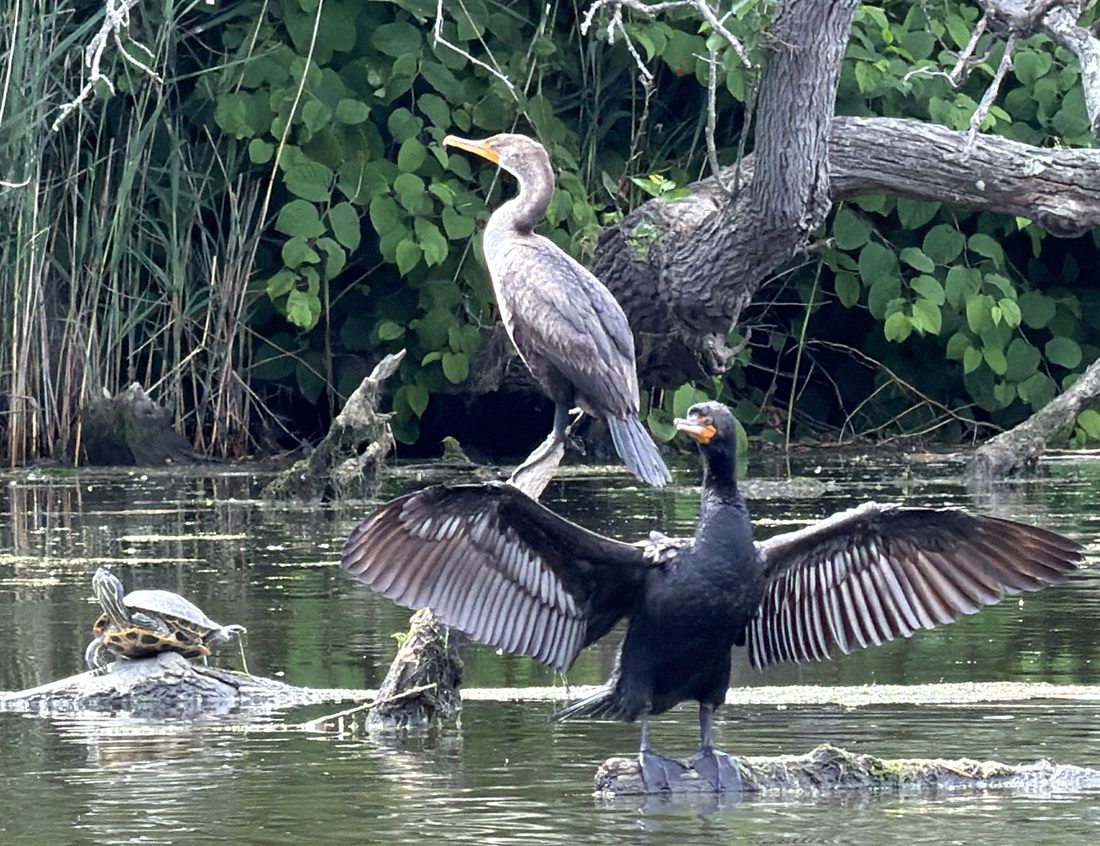 A turtle and two cormorants, one with wings fully spread, along the Mill River