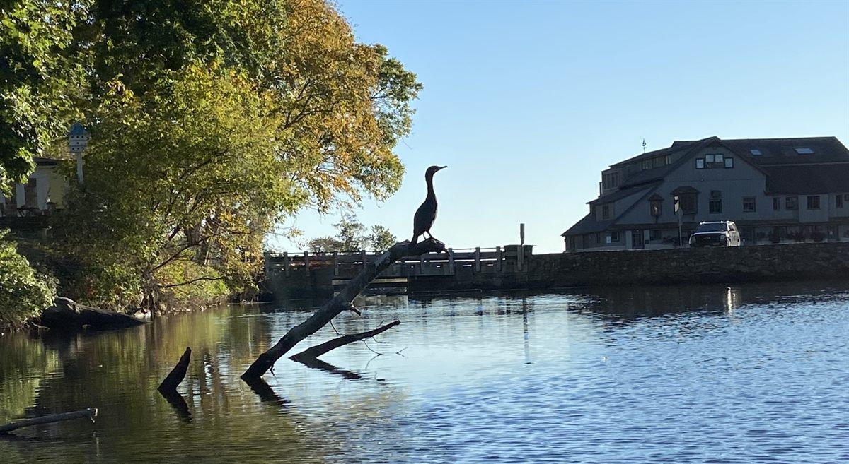 A cormorant on the snag, the Tide Mill Dam, and the mill building